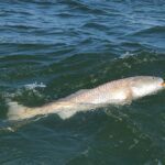 Fishing trips, boat trips, fishing charters, private fishing guide, and family fun adventures.