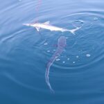 Fishing trips, boat trips, fishing charters, private fishing guide, and family fun adventures.