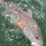 Fishing trips, boat trips, fishing charters, private fishing guide, and family fun adventures.
